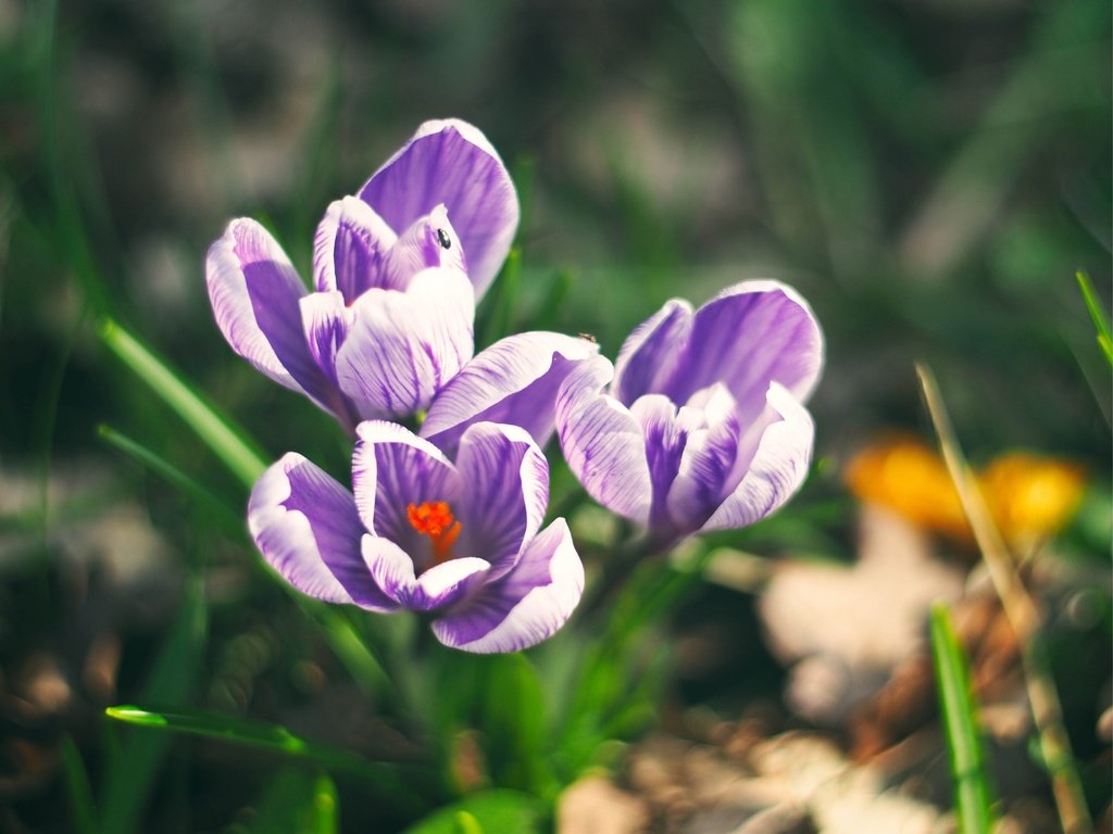 Обои цветы, поле, весна, фиолетовые, крокусы, шафран, flowers, field, spring, purple, crocuses, saffron разрешение 3840x2880 Загрузить