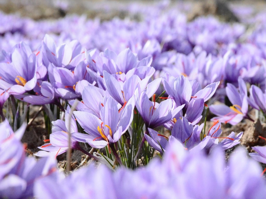 Обои цветы, поле, весна, фиолетовые, крокусы, шафран, flowers, field, spring, purple, crocuses, saffron разрешение 2480x1653 Загрузить