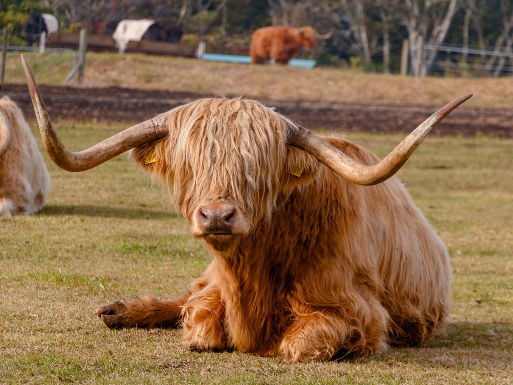 Обои животное, рога, корова, хайленд, animal, horns, cow, highland разрешение 3840x2560 Загрузить