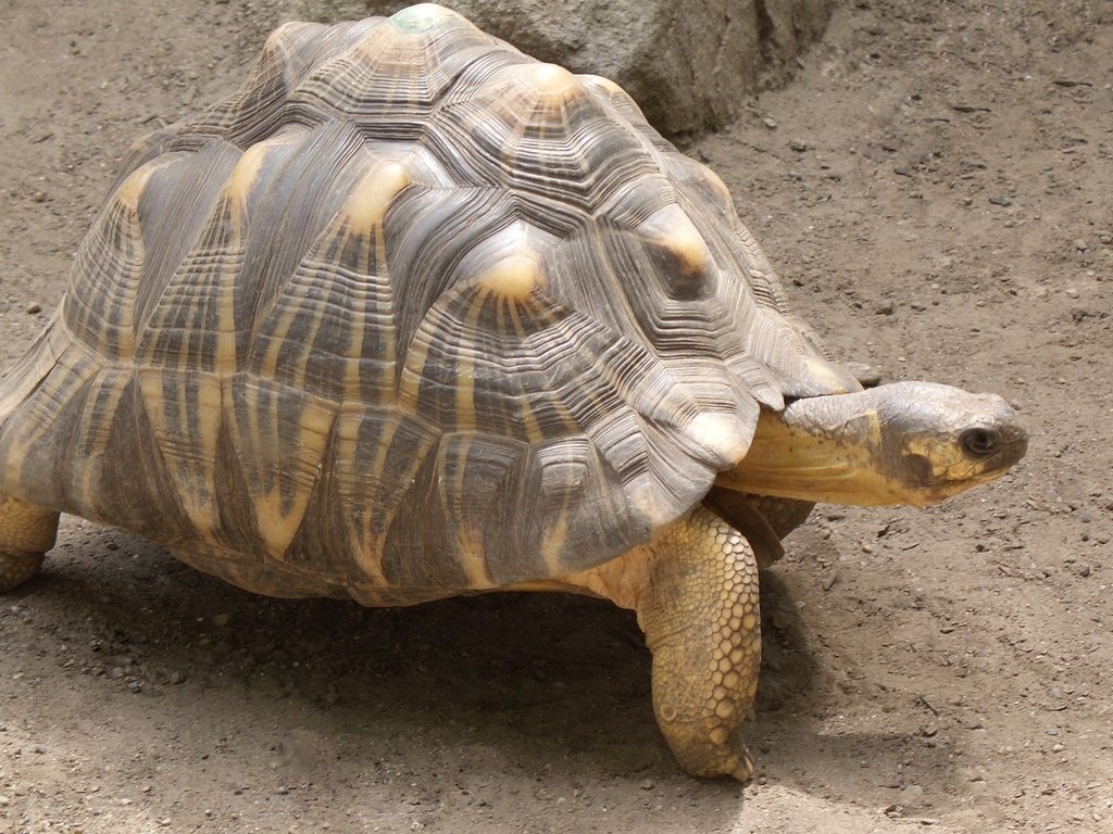 Обои лапы, черепаха, панцирь, шея, paws, turtle, shell, neck разрешение 2560x1600 Загрузить