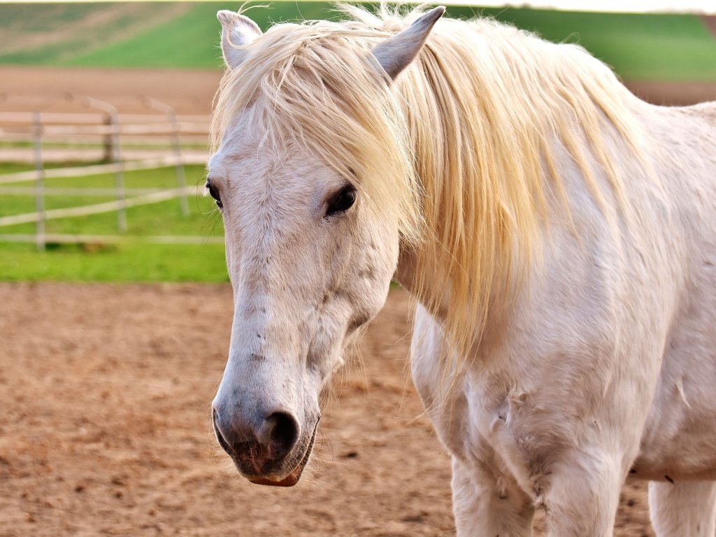 Обои глаза, морда, лошадь, взгляд, конь, грива, белая, eyes, face, horse, look, mane, white разрешение 3840x2560 Загрузить