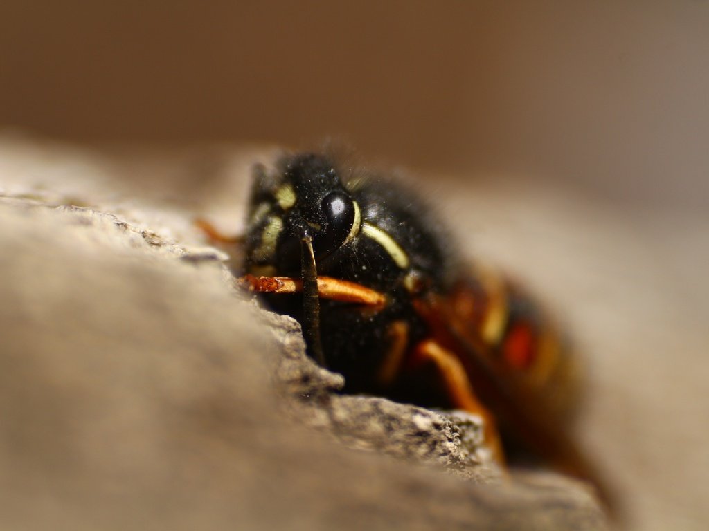 Обои макро, насекомое, размытость, оса, крупным планом, macro, insect, blur, osa, closeup разрешение 1920x1280 Загрузить