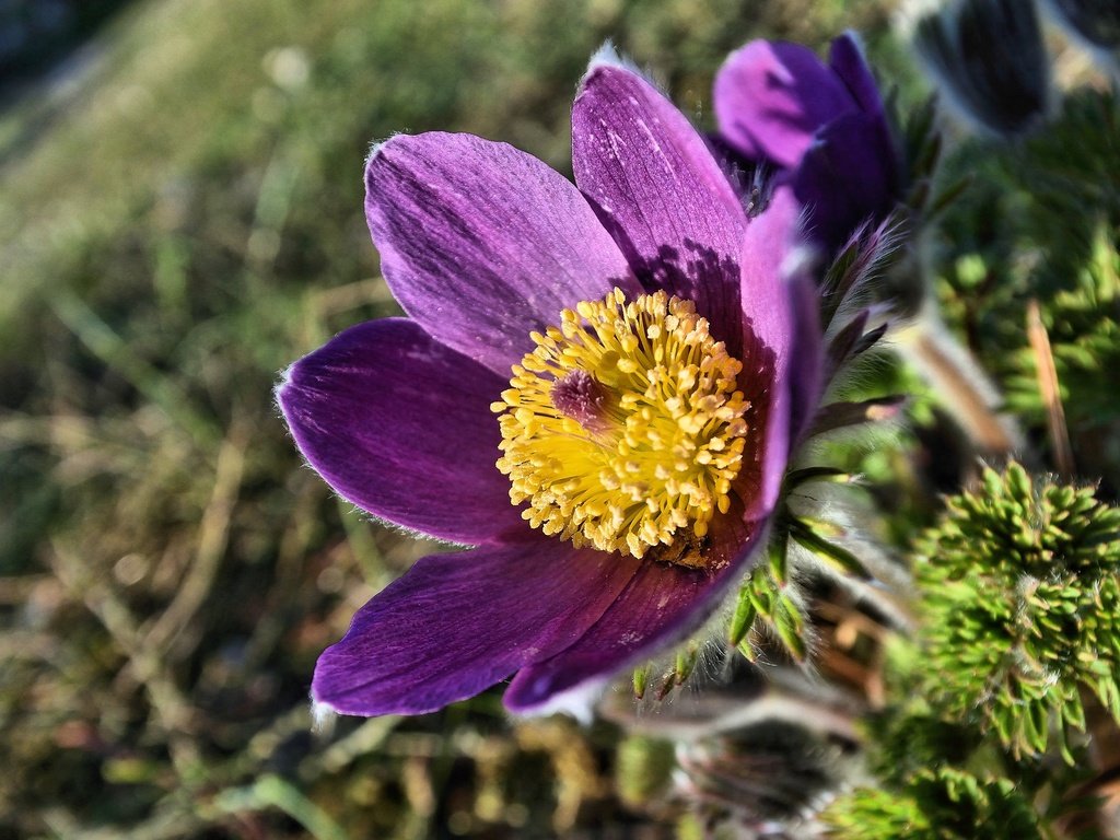 Обои макро, цветок, весна, анемон, сон-трава, прострел, macro, flower, spring, anemone, sleep-grass, cross разрешение 2048x1365 Загрузить