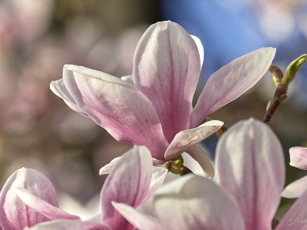 Обои цветение, макро, весна, магнолия, flowering, macro, spring, magnolia разрешение 1920x1280 Загрузить