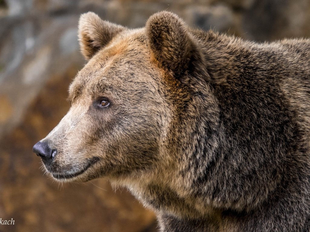 Обои морда, портрет, взгляд, медведь, бурый медведь, face, portrait, look, bear, brown bear разрешение 5068x2851 Загрузить