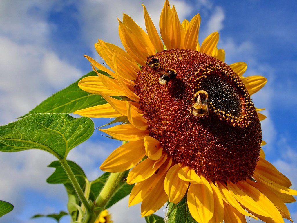 Обои небо, насекомое, цветок, подсолнух, пчела, шмель, the sky, insect, flower, sunflower, bee, bumblebee разрешение 1920x1080 Загрузить