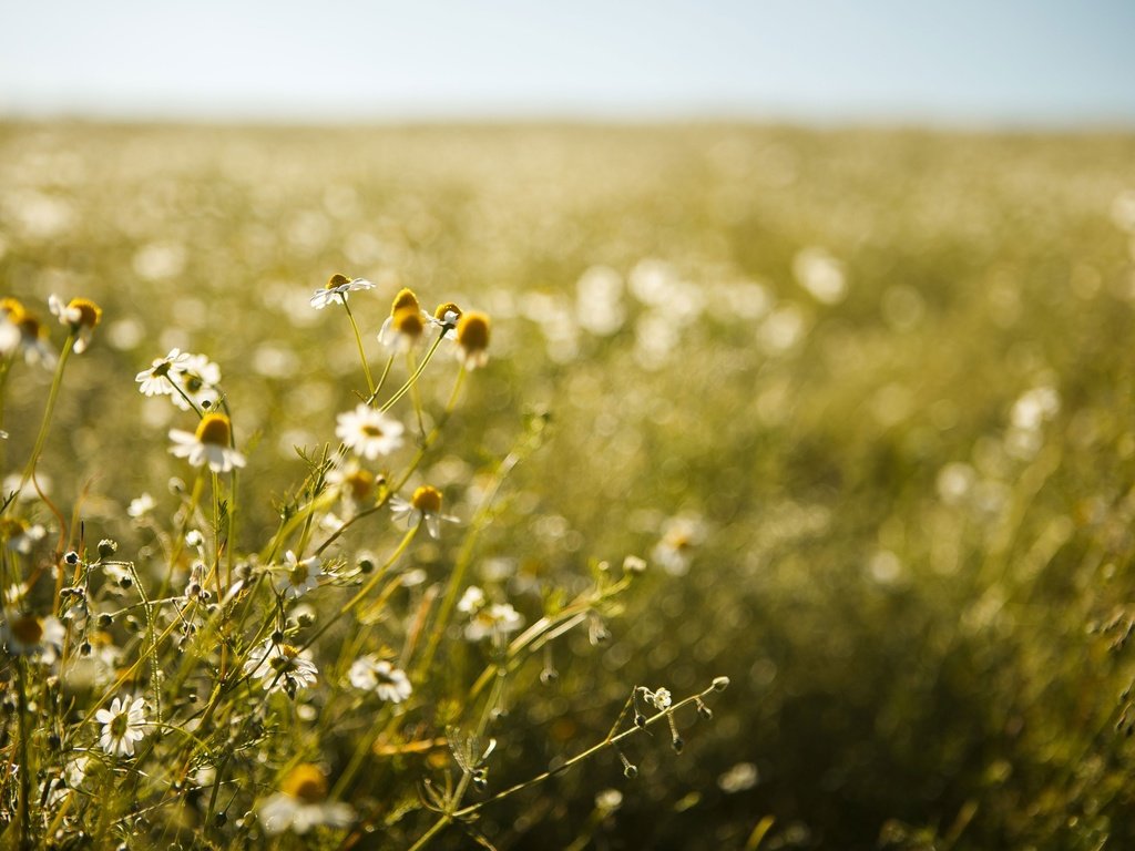 Обои природа, фон, поле, ромашки, полевые цветы, nature, background, field, chamomile, wildflowers разрешение 3840x2560 Загрузить