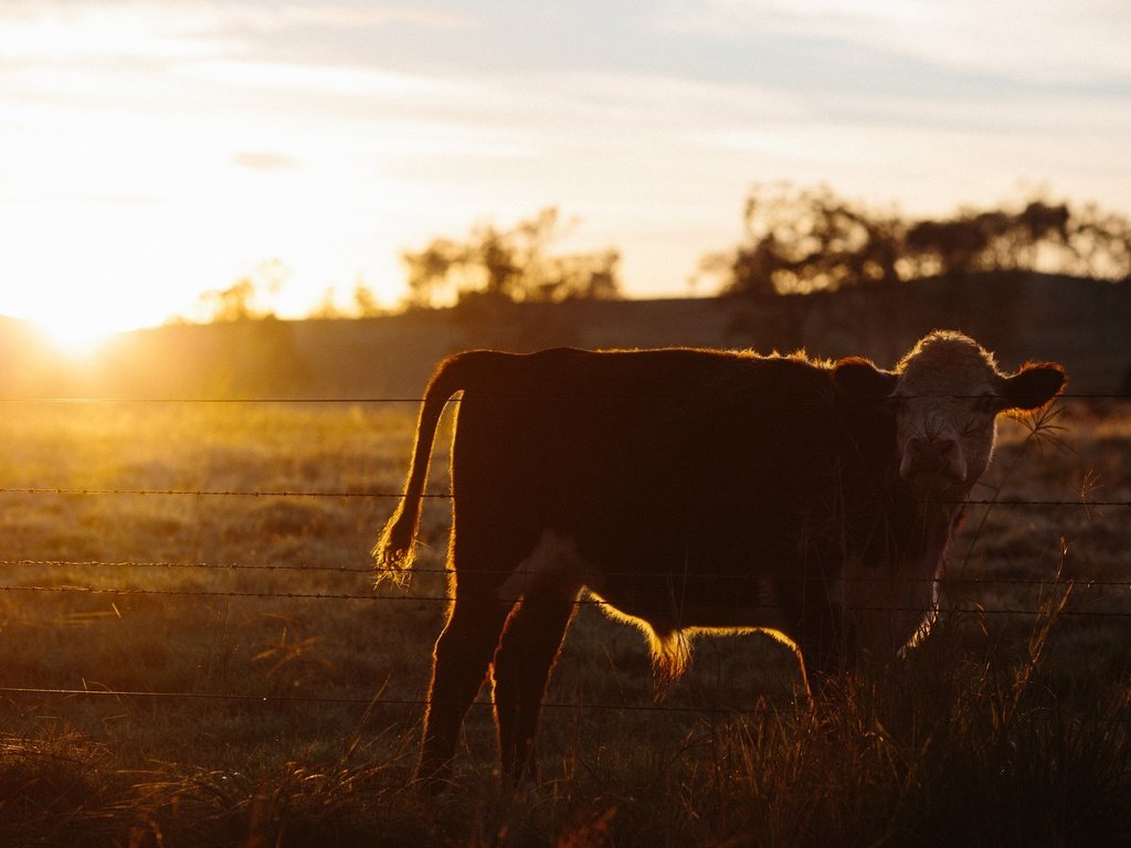 Обои природа, закат, поле, корова, телёнок, nature, sunset, field, cow, calf разрешение 2560x1707 Загрузить