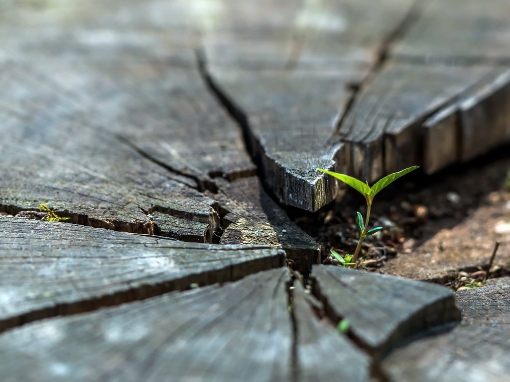 Обои природа, дерево, листья, росток, пень, nature, tree, leaves, rostock, stump разрешение 2981x1677 Загрузить