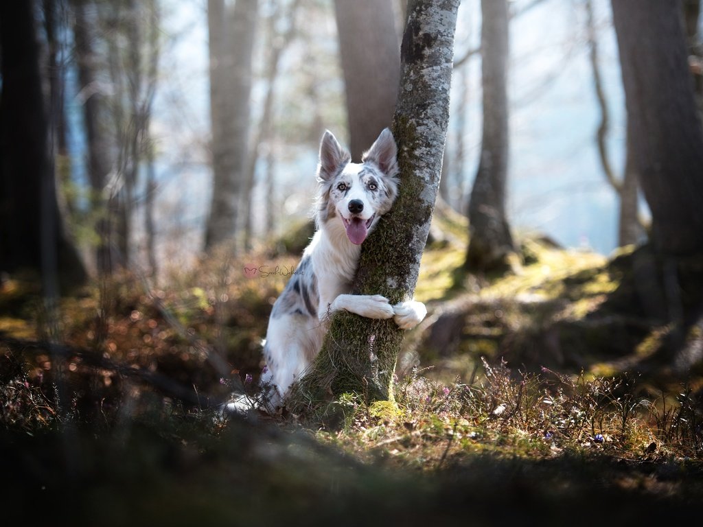 Обои природа, дерево, собака, бордер-колли, nature, tree, dog, the border collie разрешение 2048x1367 Загрузить