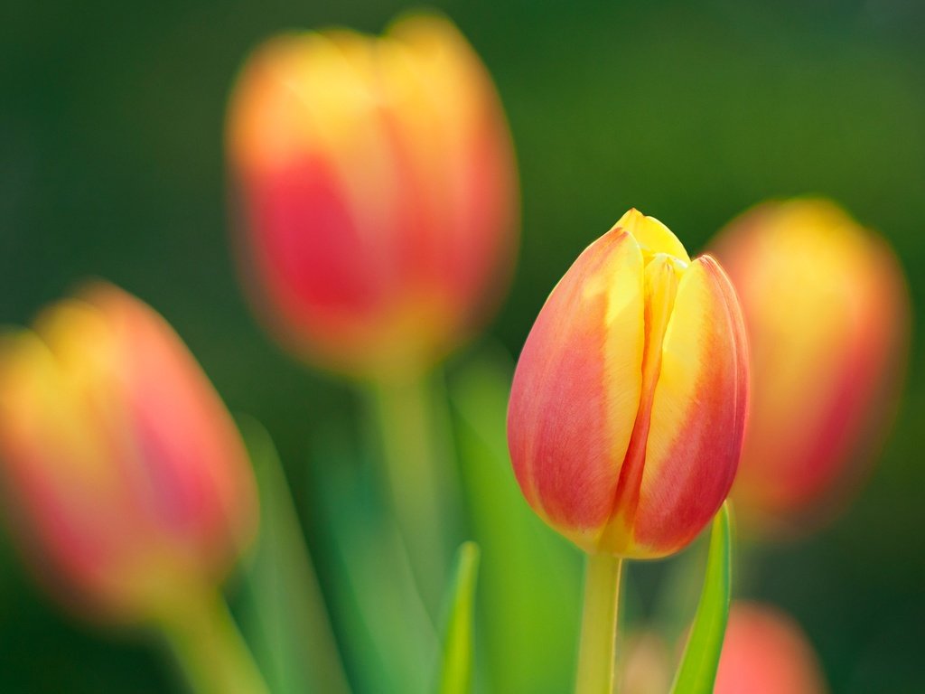 Обои цветы, природа, лепестки, весна, тюльпан, flowers, nature, petals, spring, tulip разрешение 2048x1359 Загрузить
