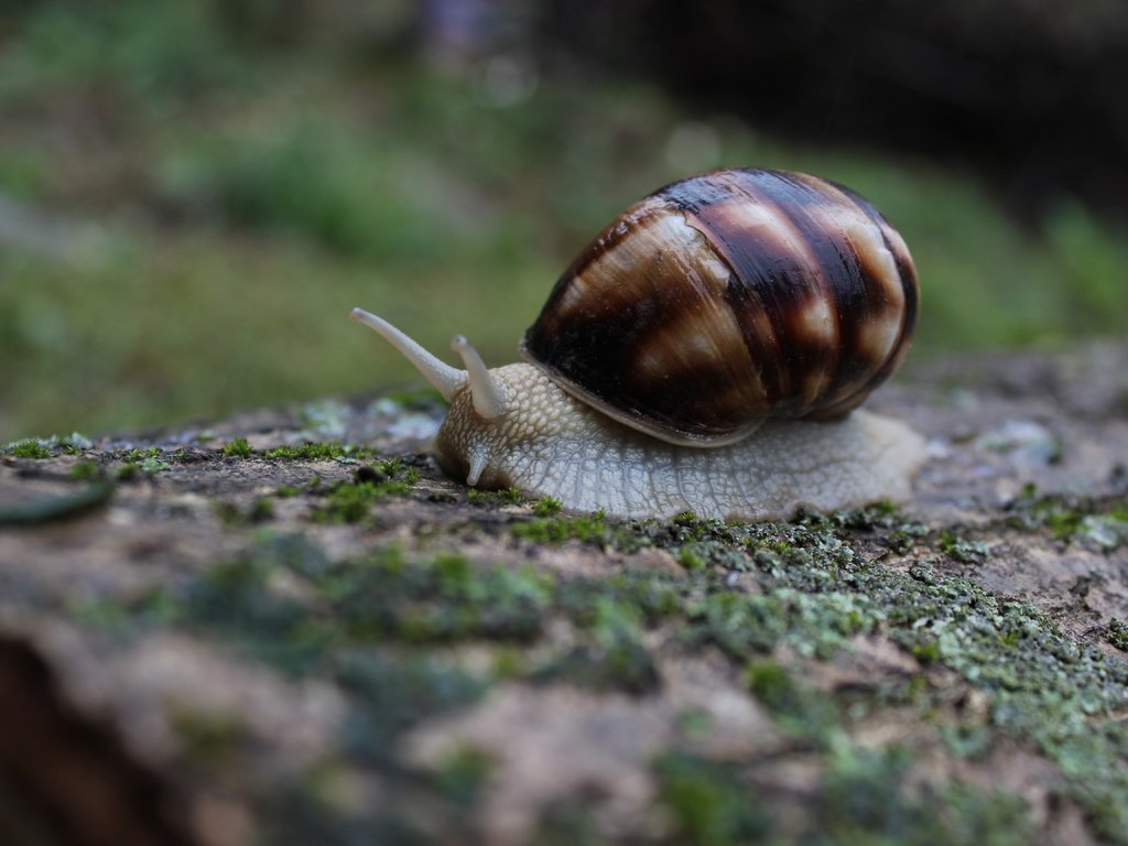 Обои природа, макро, моллюск, улитка, слизень, nature, macro, clam, snail, slug разрешение 5184x3456 Загрузить