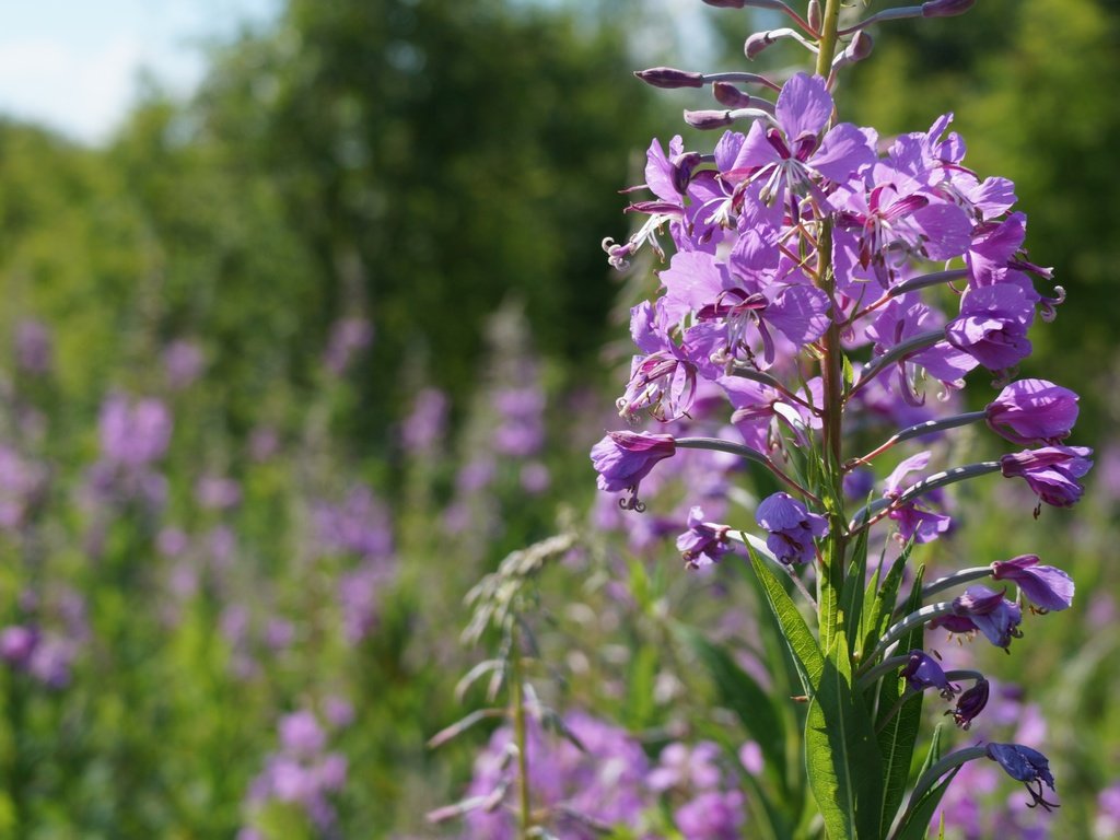 Обои цветы, природа, полевые цветы, иван-чай, кипрей, flowers, nature, wildflowers, ivan-tea, fireweed разрешение 5456x3064 Загрузить