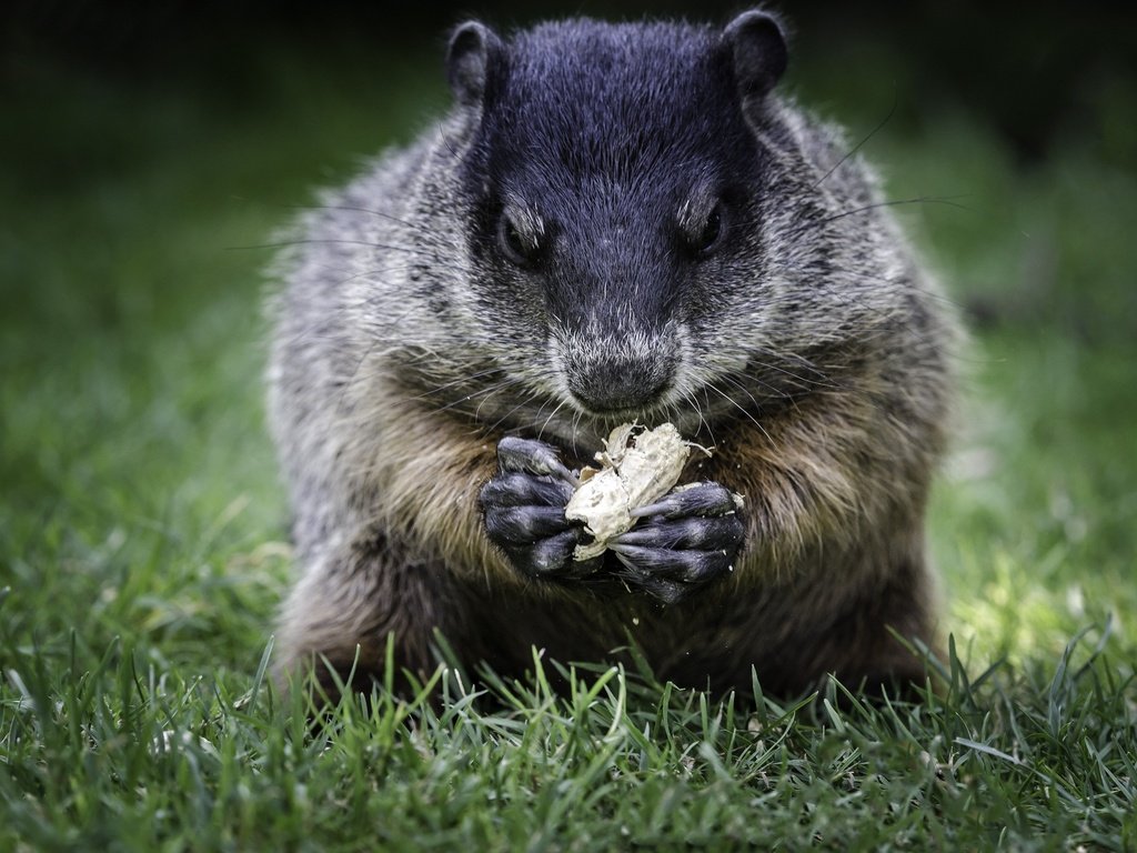 Обои трава, животное, орех, сурок, боке, grass, animal, walnut, marmot, bokeh разрешение 2048x1356 Загрузить