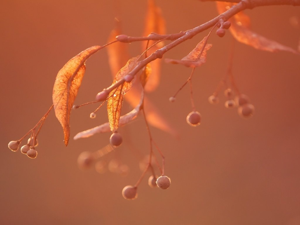 Обои ветка, природа, листья, фон, ягоды, плоды, branch, nature, leaves, background, berries, fruit разрешение 1920x1280 Загрузить