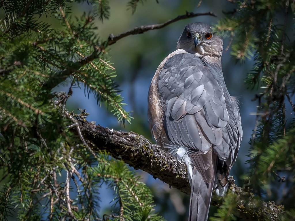 Обои хвоя, ветки, птица, клюв, перья, ястреб, ястреб купера, needles, branches, bird, beak, feathers, hawk, hawk cooper's разрешение 2048x1730 Загрузить