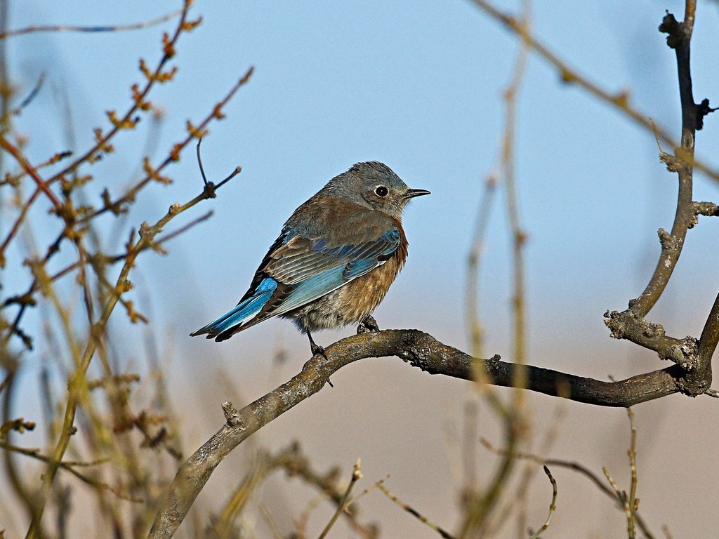 Обои ветки, птица, клюв, перья, самка, западная сиалия, branches, bird, beak, feathers, female, western sialia разрешение 2048x1356 Загрузить