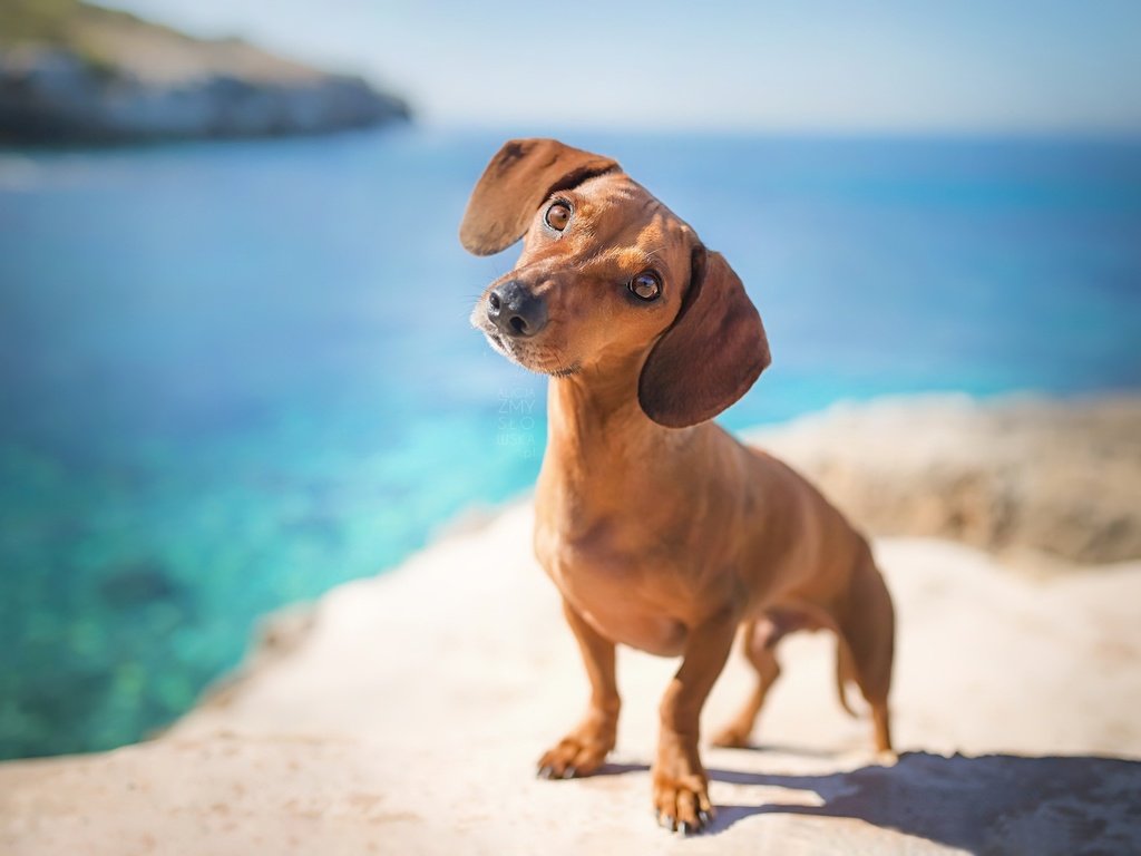 Обои морда, взгляд, собака, друг, такса, face, look, dog, each, dachshund разрешение 2048x1365 Загрузить