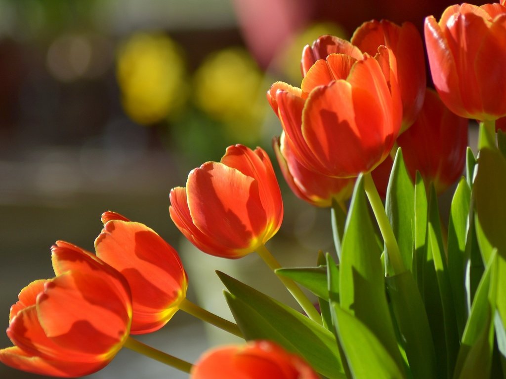 Обои цветы, бутоны, макро, букет, тюльпаны, боке, flowers, buds, macro, bouquet, tulips, bokeh разрешение 2048x1365 Загрузить