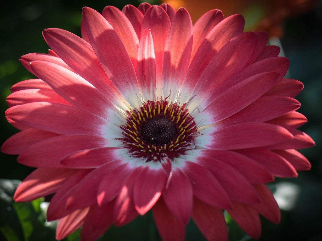 Обои цветок, лепестки, тычинки, гербера, flower, petals, stamens, gerbera разрешение 2554x1600 Загрузить