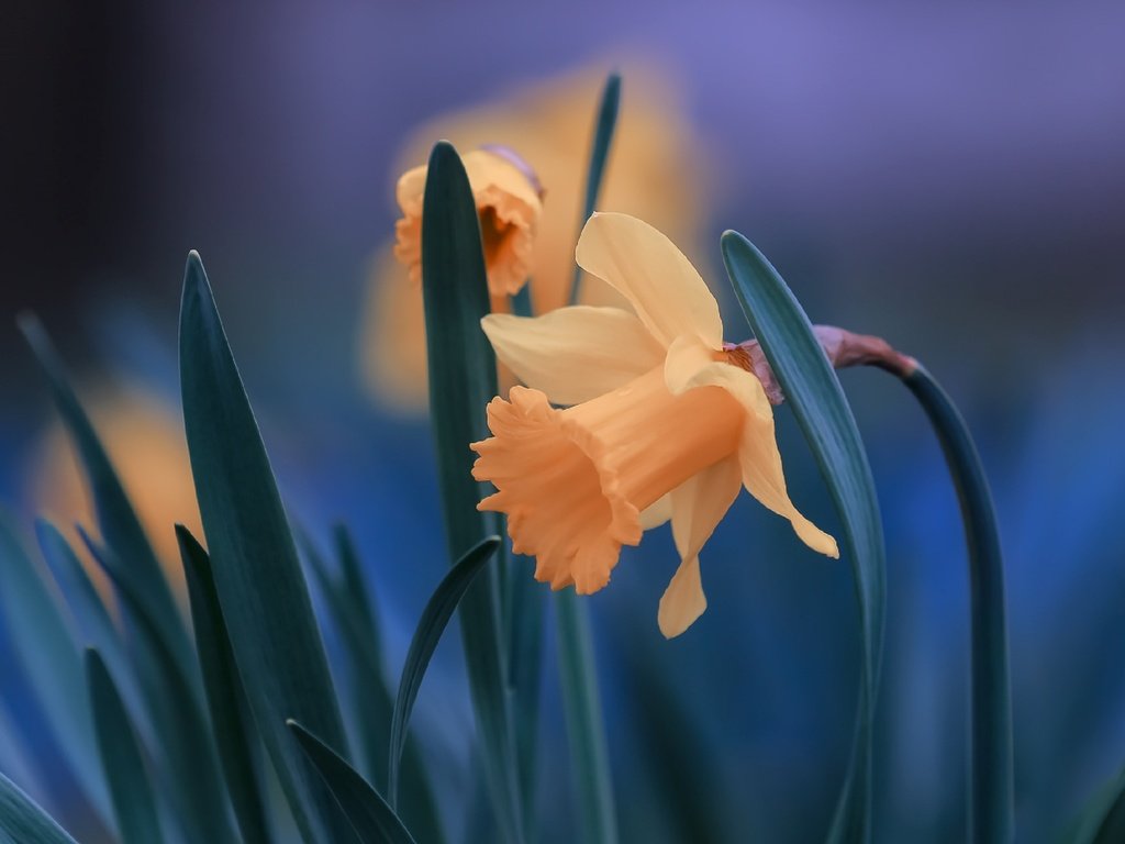 Обои цветы, листья, крупный план, нарциссы, flowers, leaves, close-up, daffodils разрешение 2560x1706 Загрузить