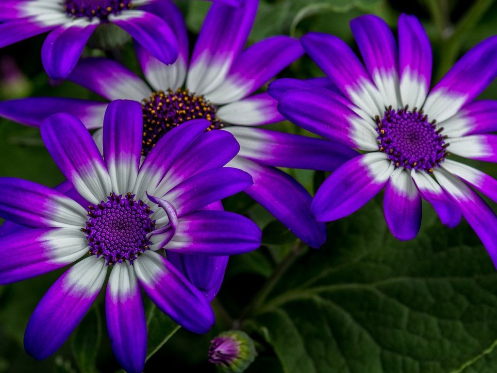 Обои цветы, макро, лепестки, остеоспермум, flowers, macro, petals, osteospermum разрешение 1920x1200 Загрузить