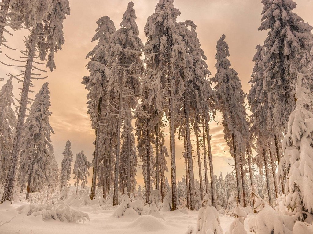 Обои деревья, снег, лес, зима, ели, trees, snow, forest, winter, ate разрешение 2048x1340 Загрузить