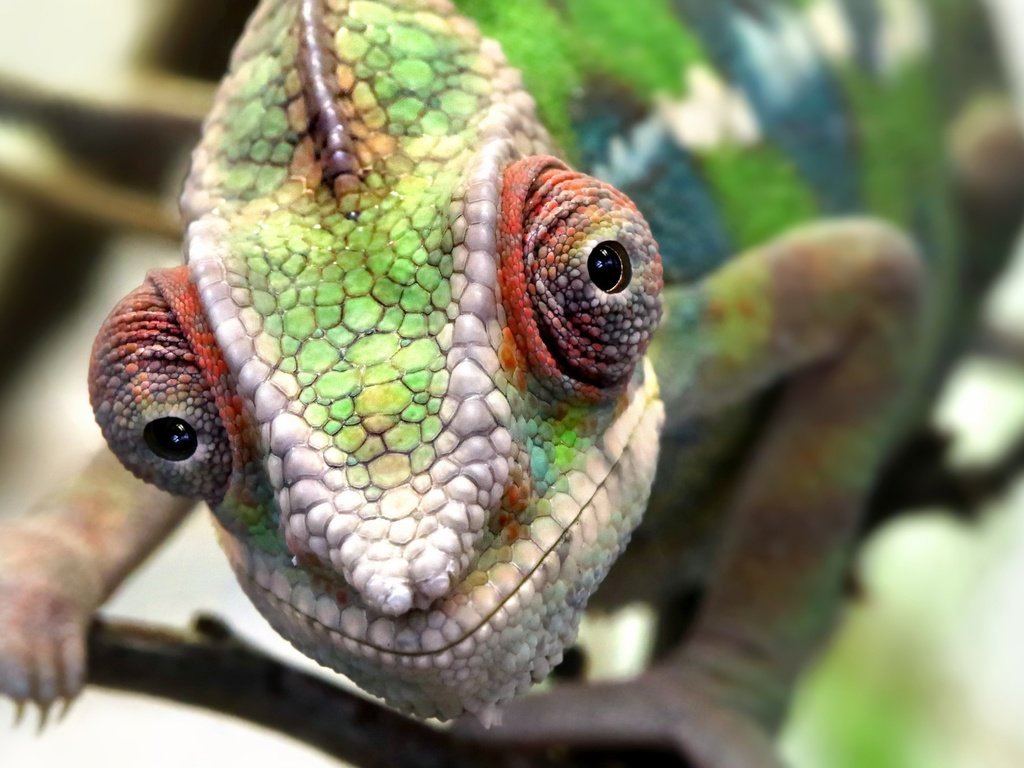 Обои глаза, макро, ящерица, животное, кожа, хамелеон, eyes, macro, lizard, animal, leather, chameleon разрешение 2048x1356 Загрузить