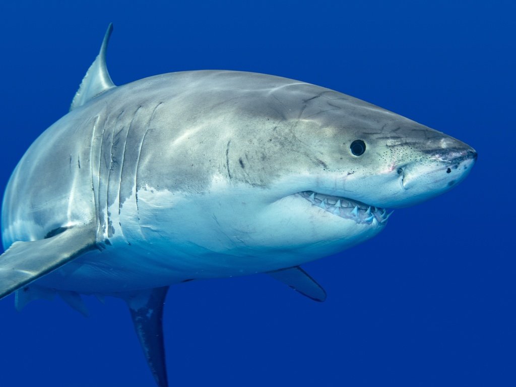 Обои море, хищник, зубы, акула, подводный мир, sea, predator, teeth, shark, underwater world разрешение 2555x1600 Загрузить