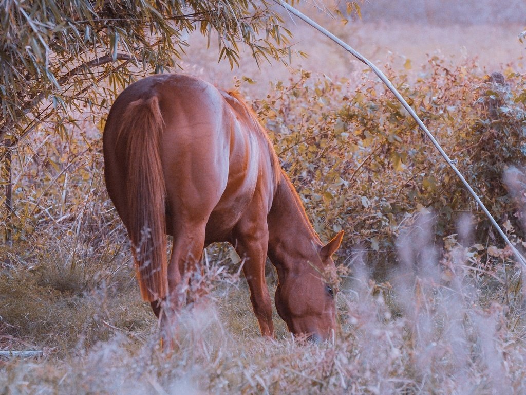 Обои конь, красиво, жеребец, ест, пасётся, horse, beautiful, stallion, eating, grazing разрешение 1920x1200 Загрузить