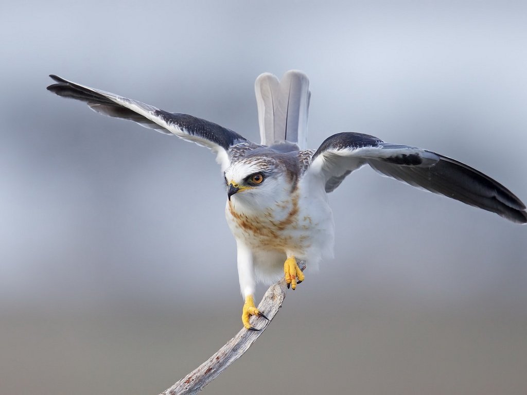 Обои крылья, птица, перья, коршун, дымчатый, хвост, белохвост, wings, bird, feathers, kite, smoky, tail, tailed eagle разрешение 1920x1210 Загрузить