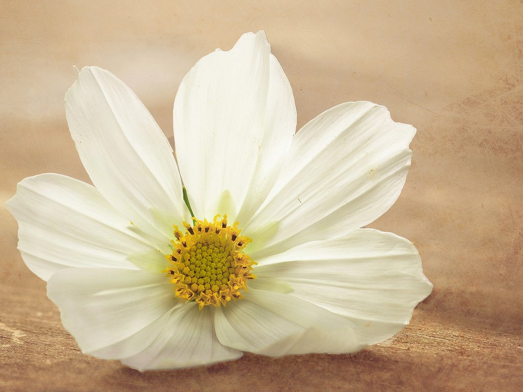 Обои макро, цветок, белый, тычинки, космея, macro, flower, white, stamens, kosmeya разрешение 1920x1200 Загрузить