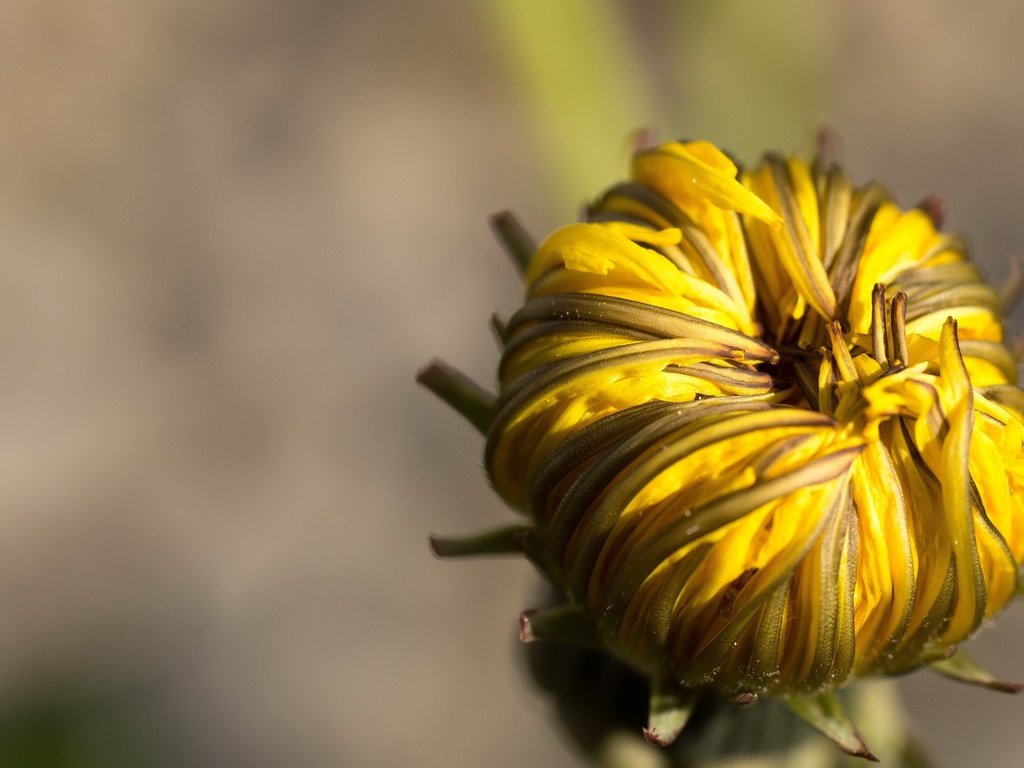 Обои макро, цветок, бутон, одуванчик, macro, flower, bud, dandelion разрешение 2560x1440 Загрузить