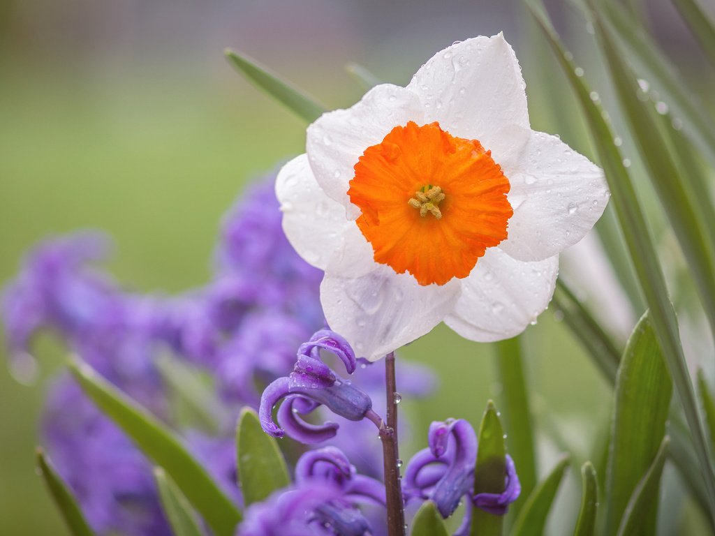 Обои цветы, макро, капли, лепестки, нарцисс, гиацинт, flowers, macro, drops, petals, narcissus, hyacinth разрешение 1920x1200 Загрузить