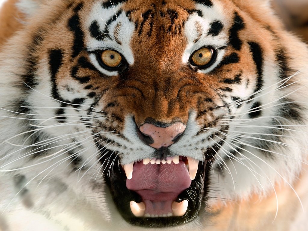 Обои тигр, морда, язык, оскал, амурский тигр, tiger, face, language, grin, the amur tiger разрешение 2560x1596 Загрузить