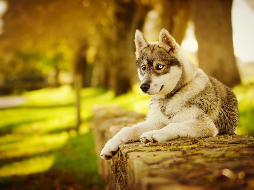 Обои морда, лапы, осень, собака, хаски, face, paws, autumn, dog, husky разрешение 2048x1263 Загрузить