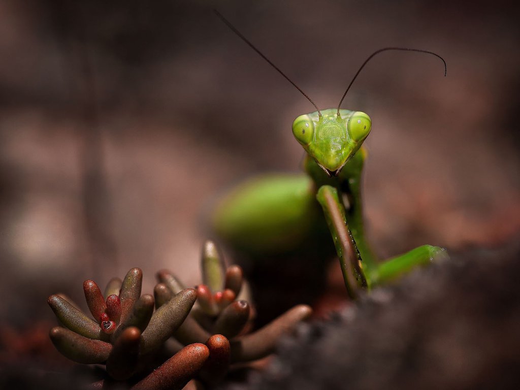 Обои насекомое, растение, усики, богомол, insect, plant, antennae, mantis разрешение 1920x1200 Загрузить