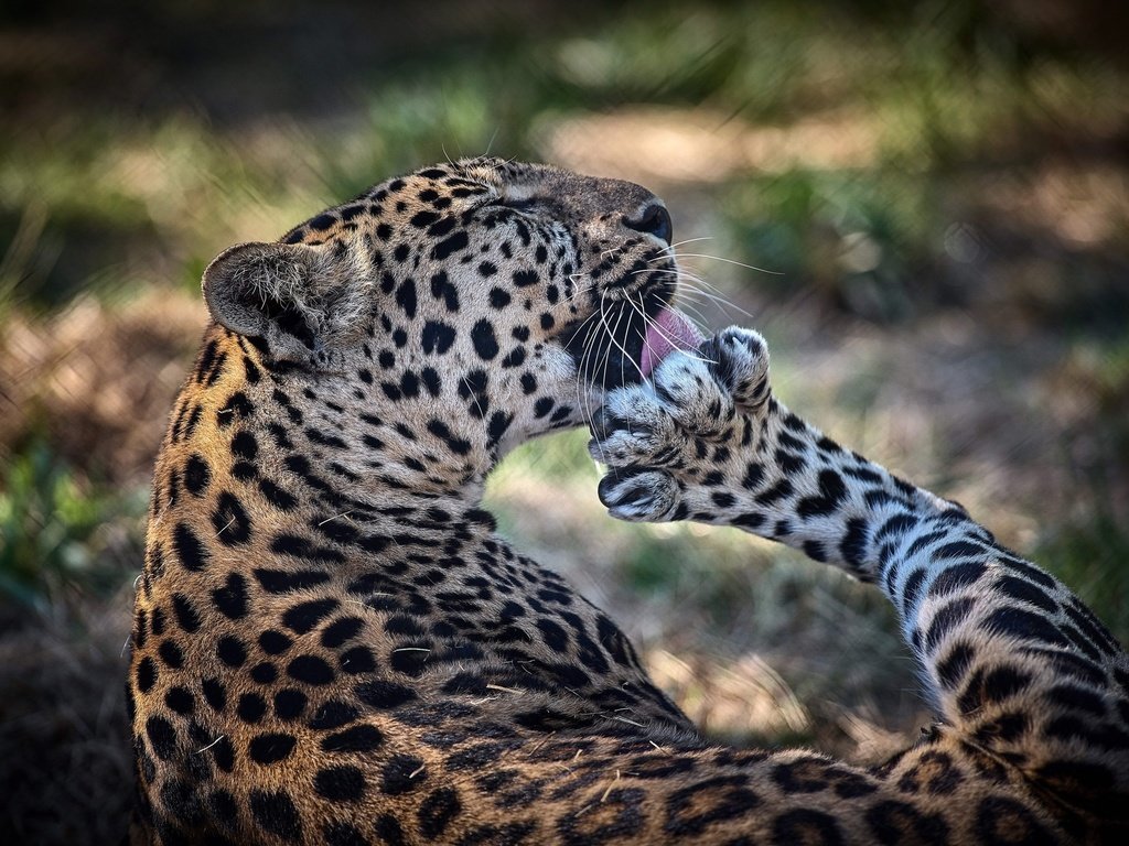 Обои поза, леопард, хищник, язык, лапа, дикая кошка, умывание, pose, leopard, predator, language, paw, wild cat, washing разрешение 2048x1367 Загрузить