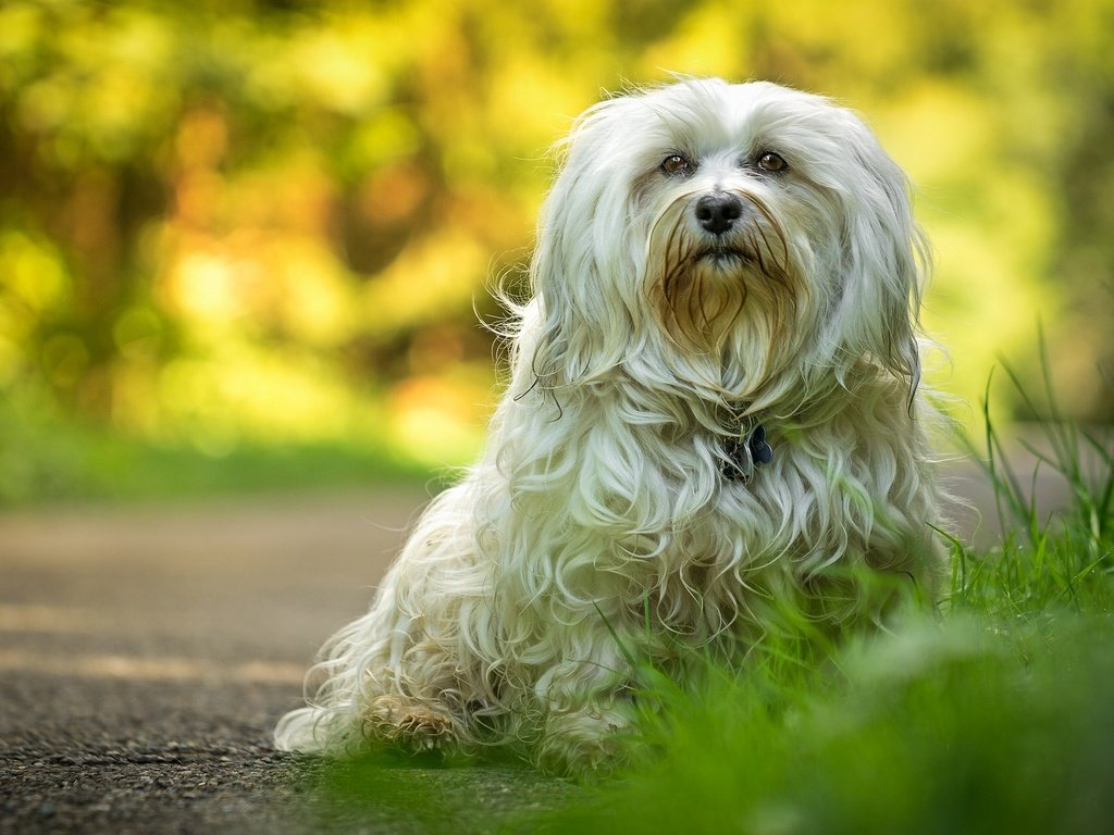 Обои шерсть, лапы, взгляд, собака, гаванский бишон, wool, paws, look, dog, the havanese разрешение 2048x1272 Загрузить