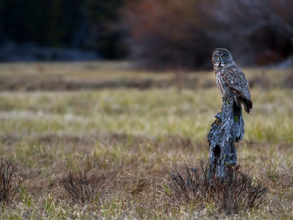 Обои сова, природа, фон, птица, бревно, неясыть, owl, nature, background, bird, log разрешение 4782x3188 Загрузить