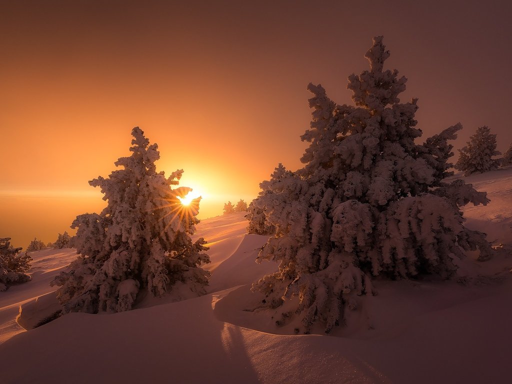 Обои свет, деревья, солнце, снег, зима, лучи, ели, сугробы, light, trees, the sun, snow, winter, rays, ate, the snow разрешение 1920x1080 Загрузить