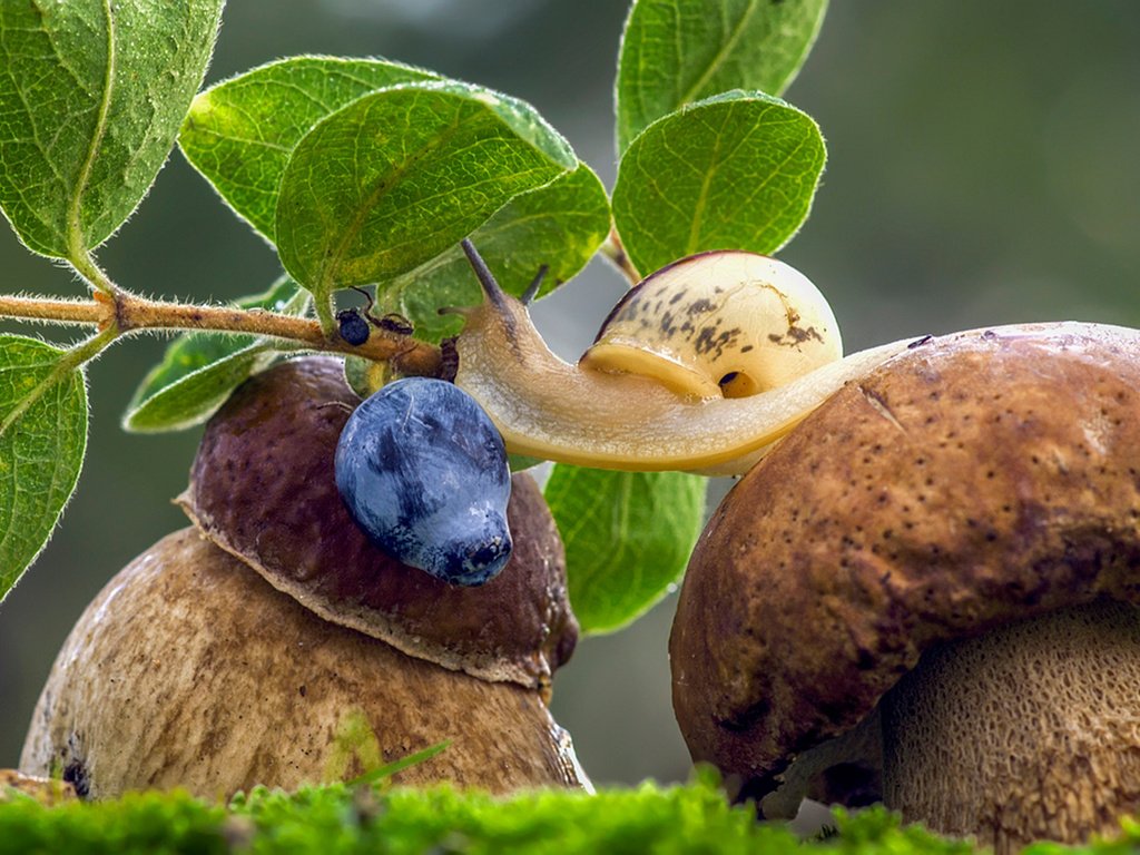 Обои трава, листья, макро, ягода, грибы, черника, улитка, боровик, grass, leaves, macro, berry, mushrooms, blueberries, snail, borovik разрешение 1980x1219 Загрузить