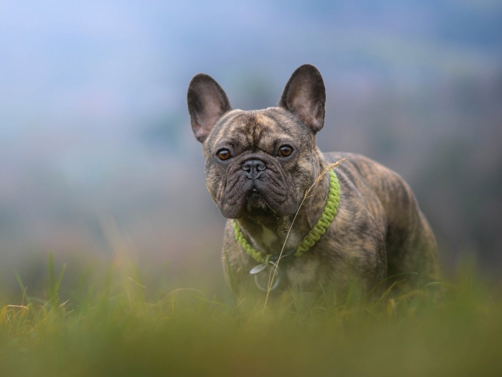 Обои трава, собака, боке, французский бульдог, grass, dog, bokeh, french bulldog разрешение 4858x3036 Загрузить