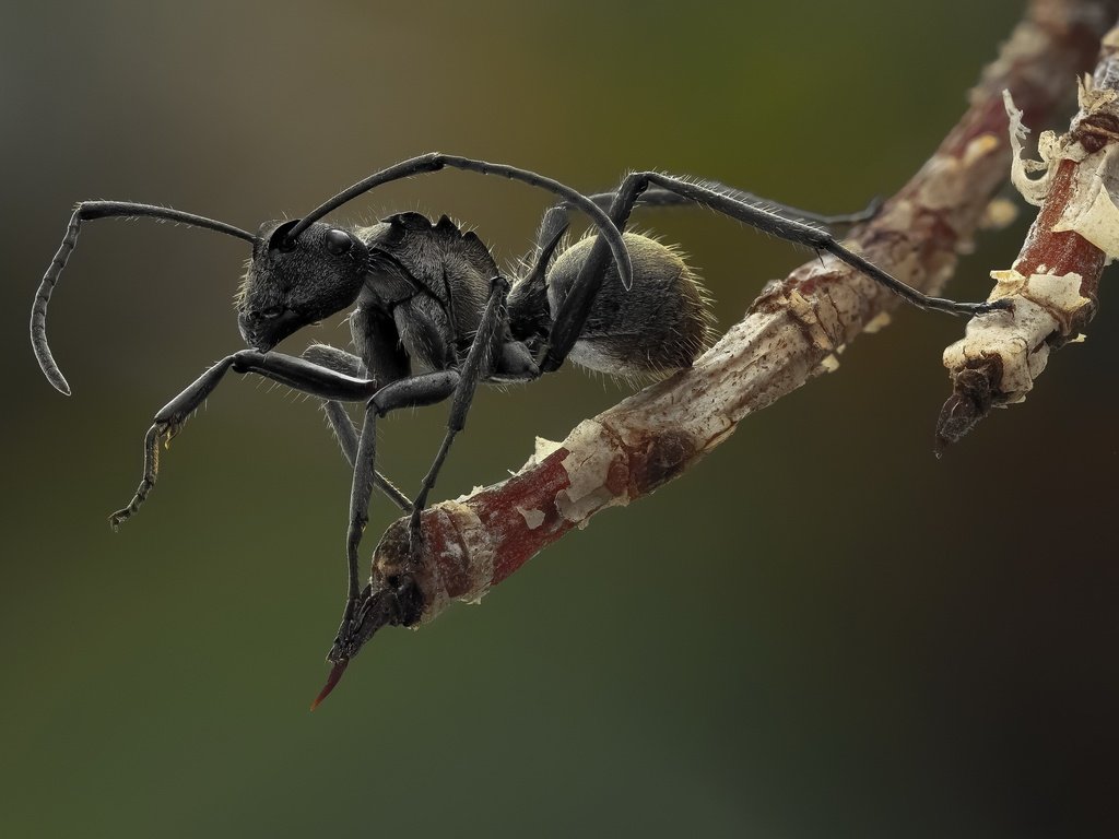 Обои насекомое, усы, муравей, лапки, крупным планом, insect, mustache, ant, legs, closeup разрешение 3000x2000 Загрузить