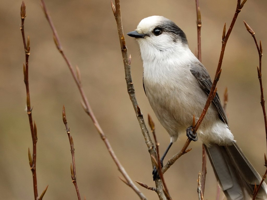 Обои ветка, птица, перья, серая, хвост, сойка, branch, bird, feathers, grey, tail, jay разрешение 1920x1080 Загрузить