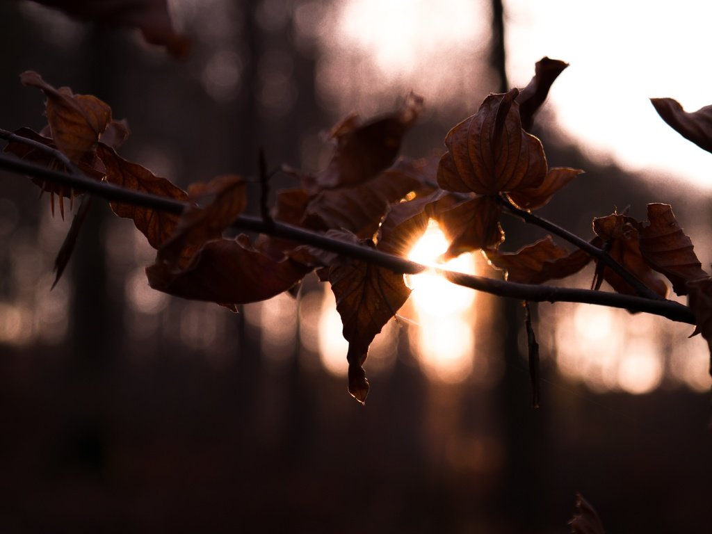 Обои ветка, солнце, лес, листья, осень, branch, the sun, forest, leaves, autumn разрешение 2800x1867 Загрузить