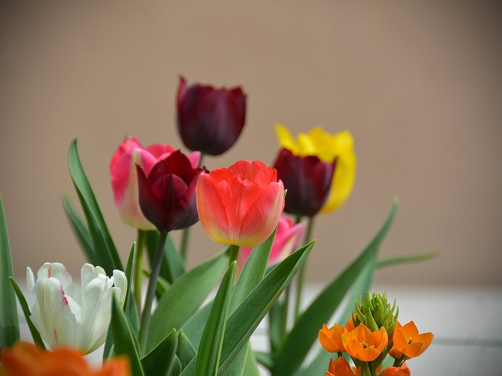 Обои цветы, весна, тюльпаны, flowers, spring, tulips разрешение 6000x4000 Загрузить