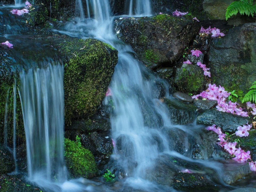 Обои цветы, вода, камни, поток, мох, flowers, water, stones, stream, moss разрешение 2048x1365 Загрузить