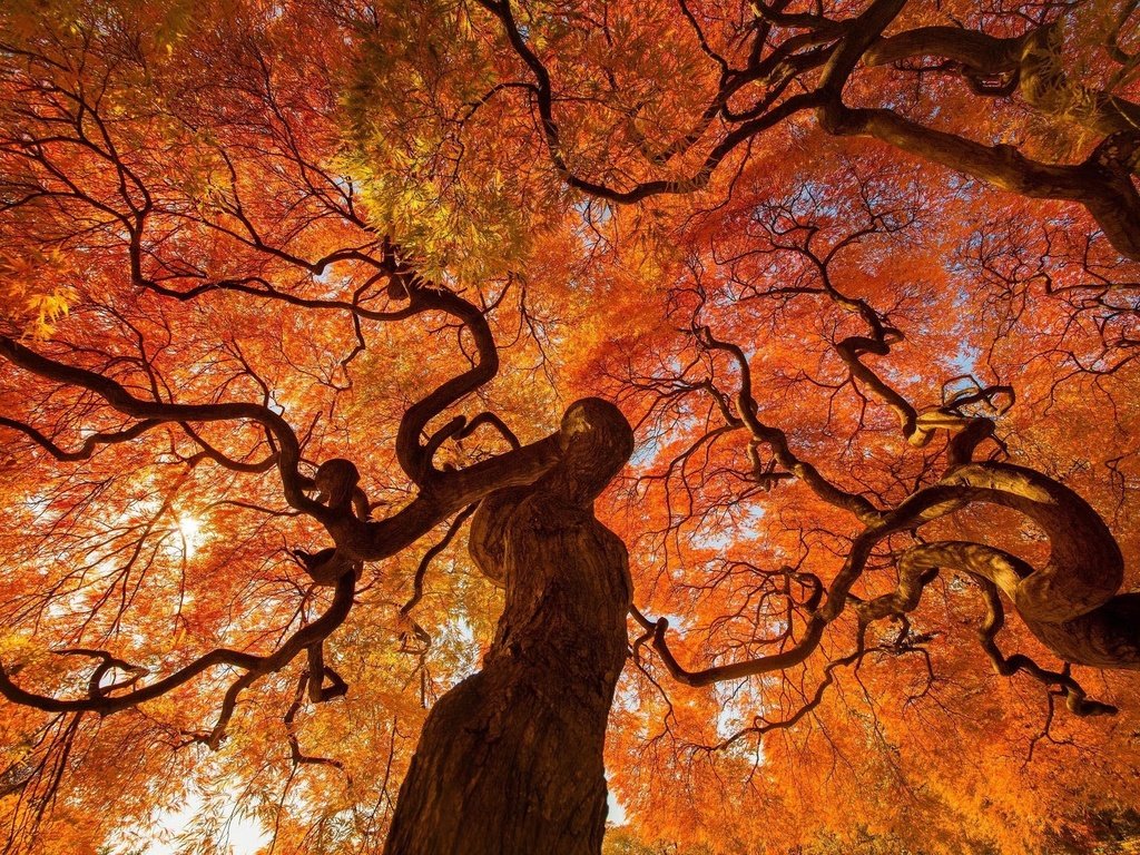 Обои деревья, листва, осень, trees, foliage, autumn разрешение 2048x1367 Загрузить