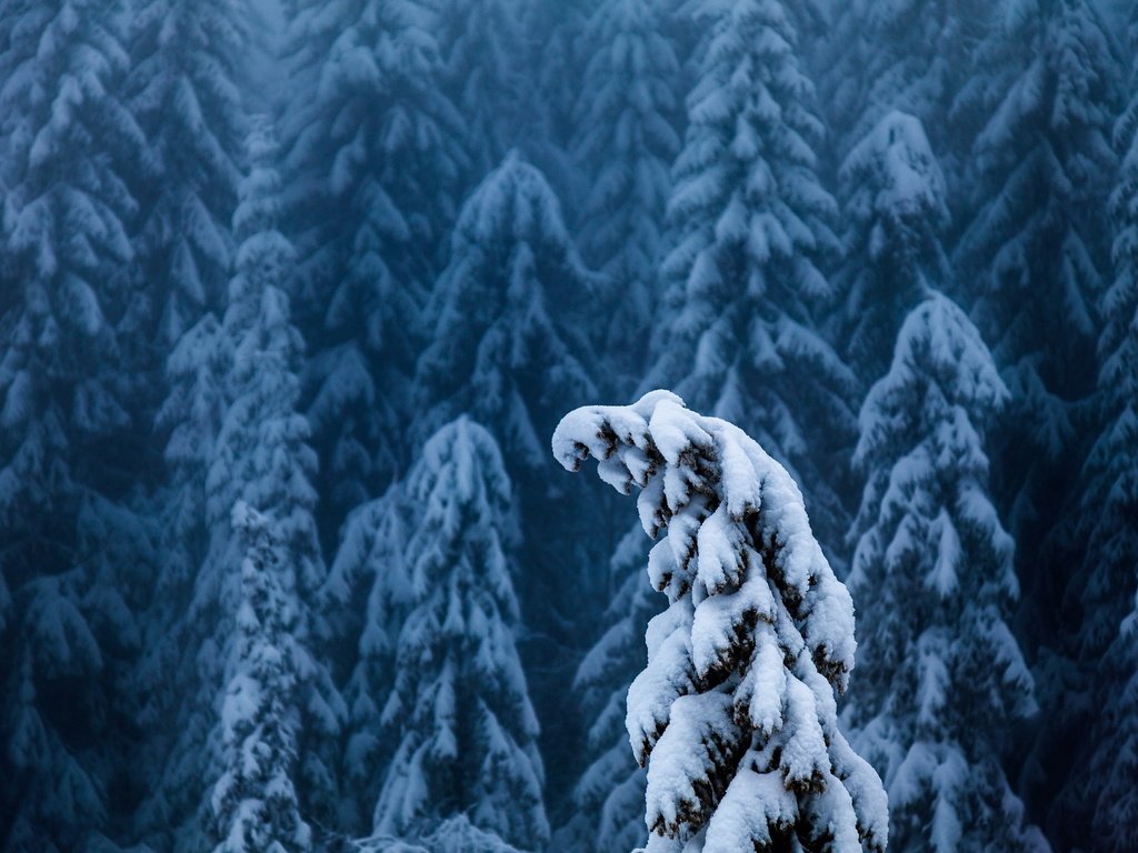 Обои деревья, снег, лес, зима, ели, верхушки, trees, snow, forest, winter, ate, the top разрешение 2048x1424 Загрузить